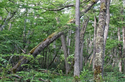 arboles de lenga en parques de punta arenas