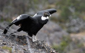 Cóndor Andino (Vultur gryphus) en torres del paine
