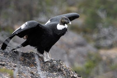 Cóndor Andino (Vultur gryphus) en torres del paine