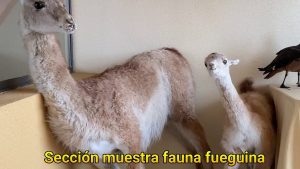 Museo Fernando Cordero Rusque: historia y cultura selknam