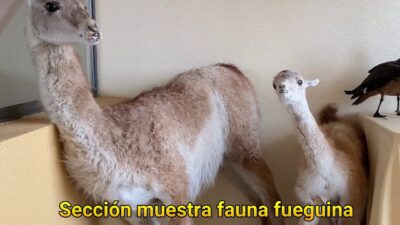 Museo Fernando Cordero Rusque: historia y cultura selknam