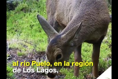 mejor temporada para ver huemules en la Patagonia chilena