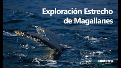 tour en barco por el Estrecho de Magallanes avistamiento de ballenas