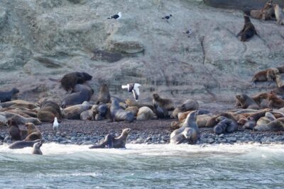 colonias de lobos en punta arenas