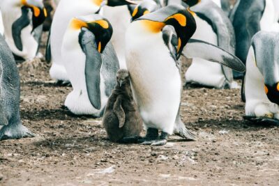 Cuando viajar a la Antartica desde Punta Arenas: clima mes a mes y mejor epoca