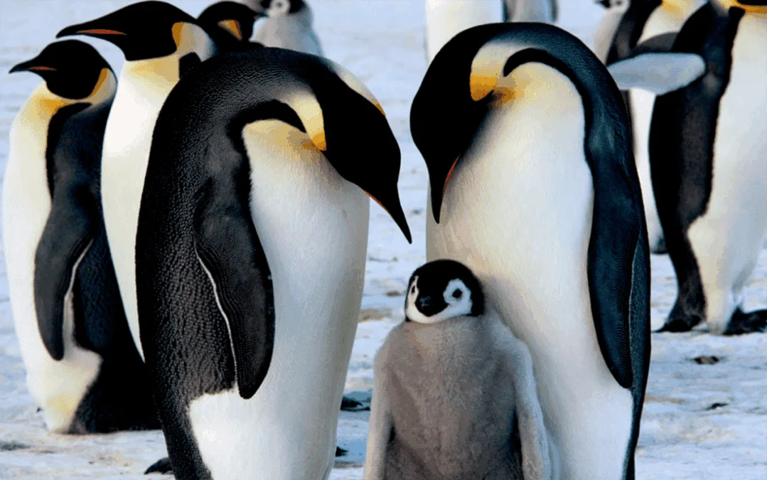 Pingüinos, ballenas y focas en la Antártica — guía de fauna para viajeros desde Punta Arenas