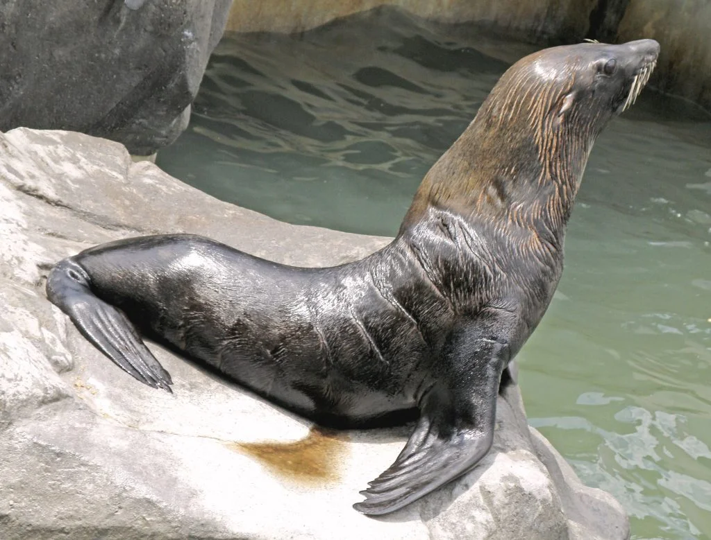 lobo marino de un pelo características