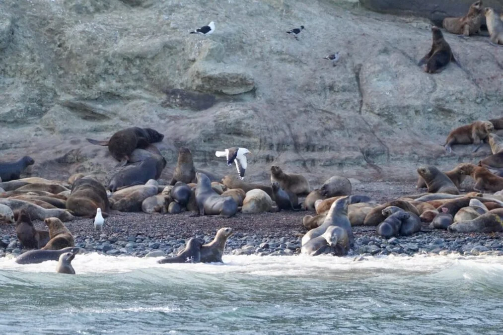 colonias de lobos en punta arenas