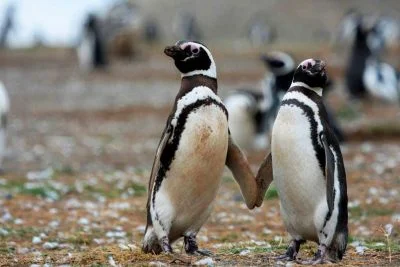 Isla Magdalena pingüinos Punta Arenas