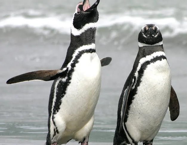 pingüino de Magallanes (Spheniscus magellanicus), denominado también pingüino patagónico