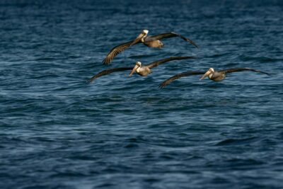 Descubre la Temporada de Avistamiento de Ballenas en Punta Arenas 2026: Una Experiencia Inolvidable
