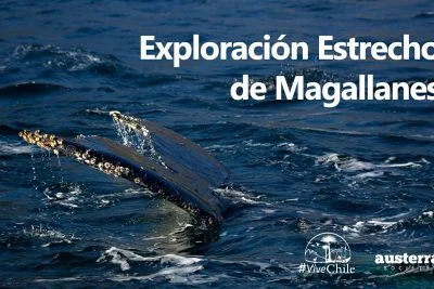 tour en barco por el Estrecho de Magallanes avistamiento de ballenas